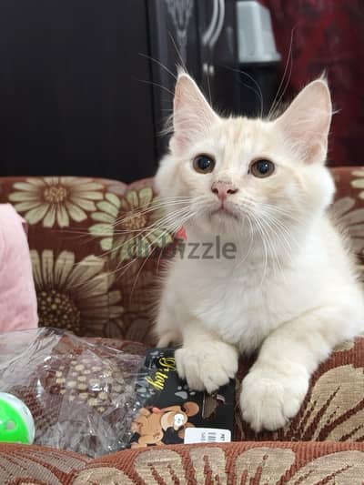 parsion baby cat