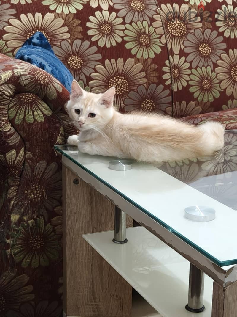 parsion baby cat 1