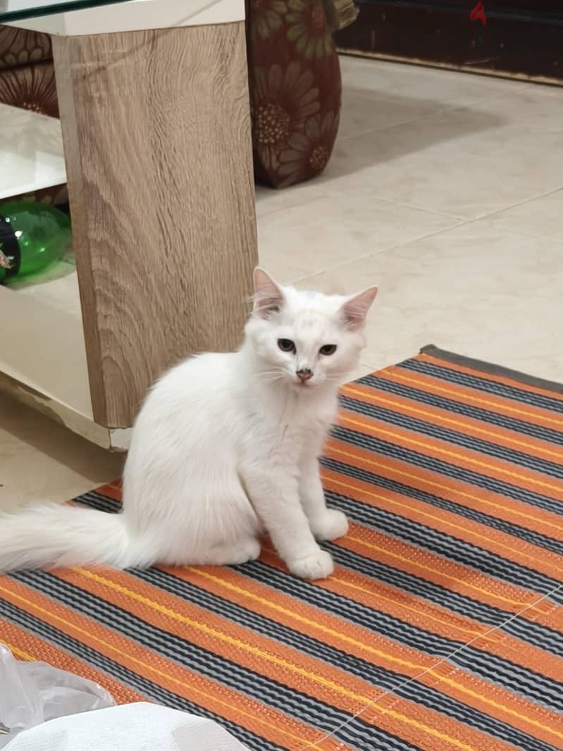 parsion baby cat 3
