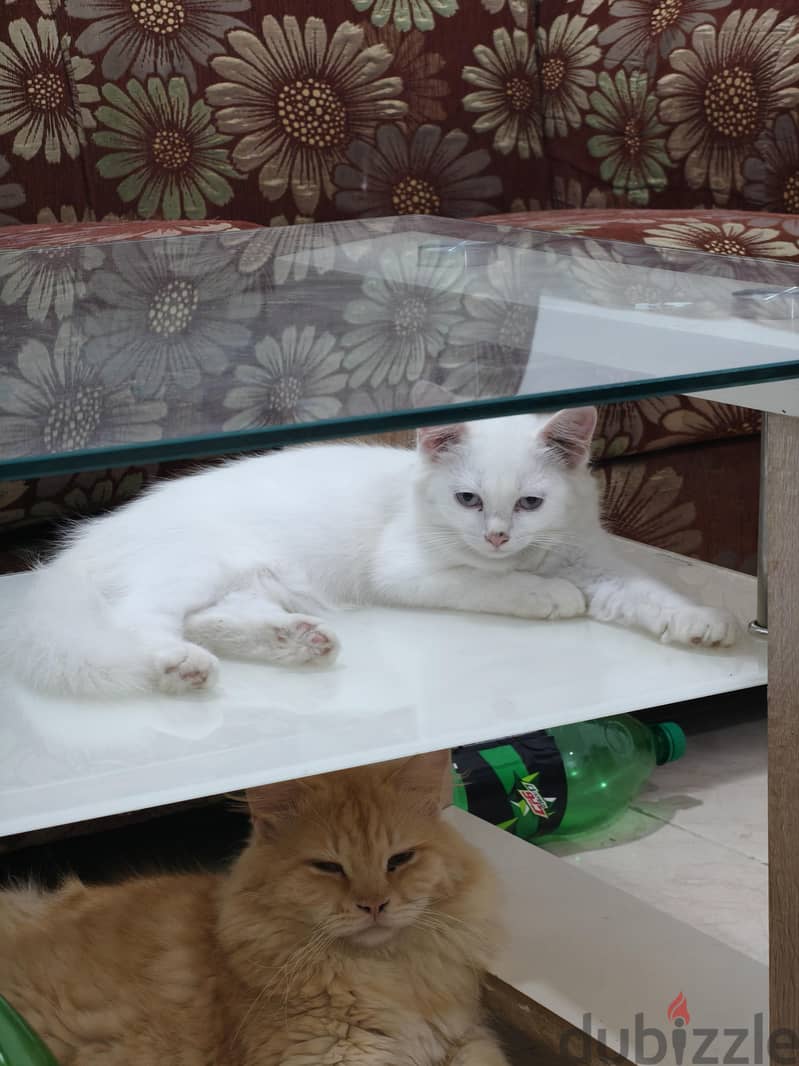 parsion baby cat 4