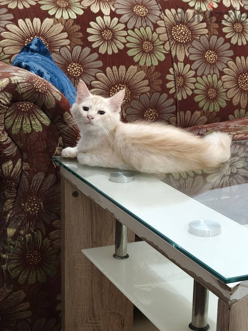 parsion baby cat 5