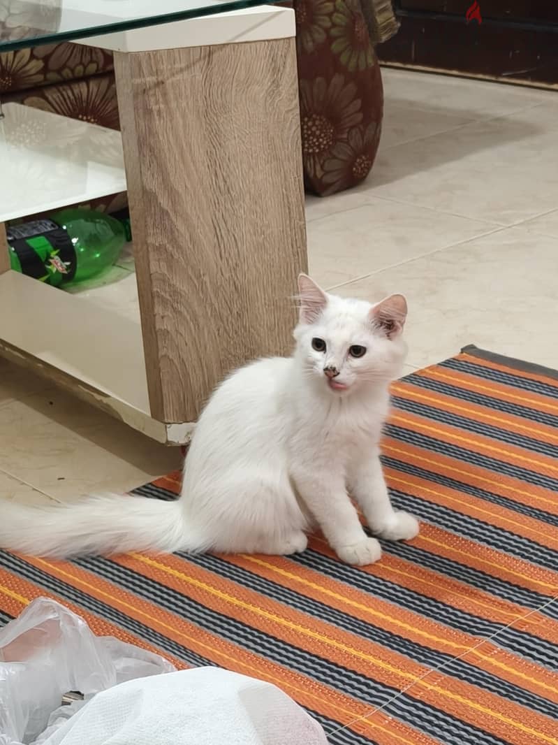 parsion baby cat 6
