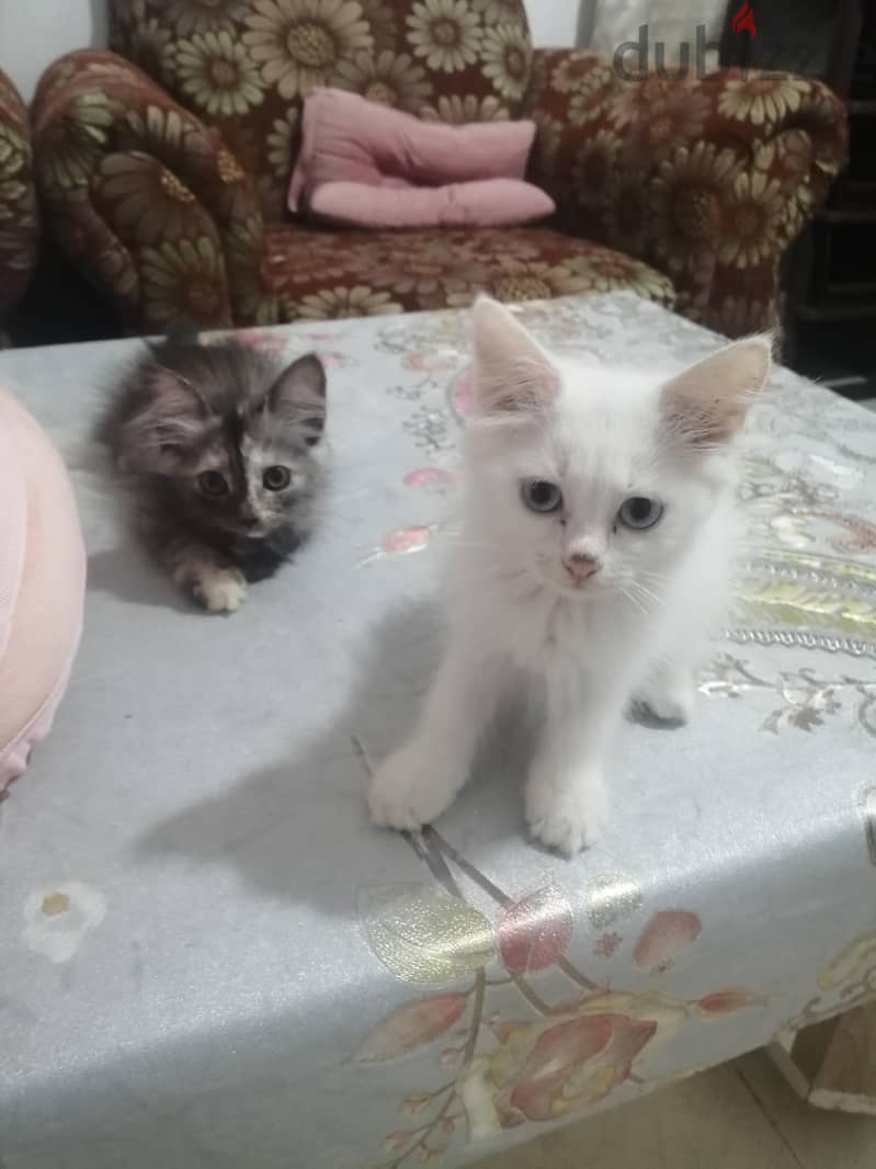 parsion baby cat 7