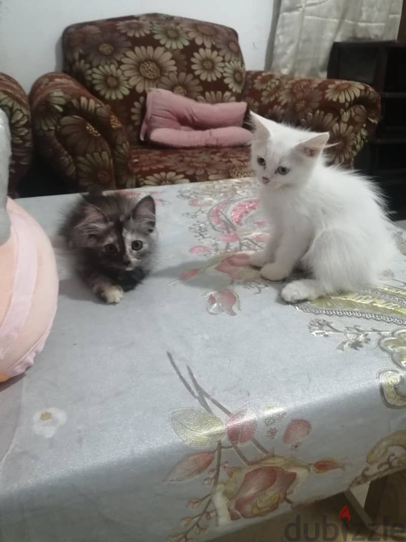 parsion baby cat 8