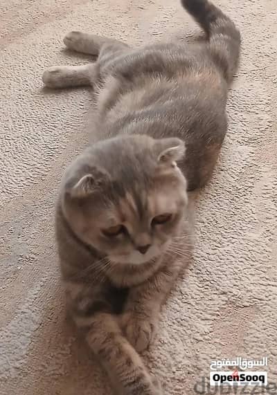 CAT FOR SALE