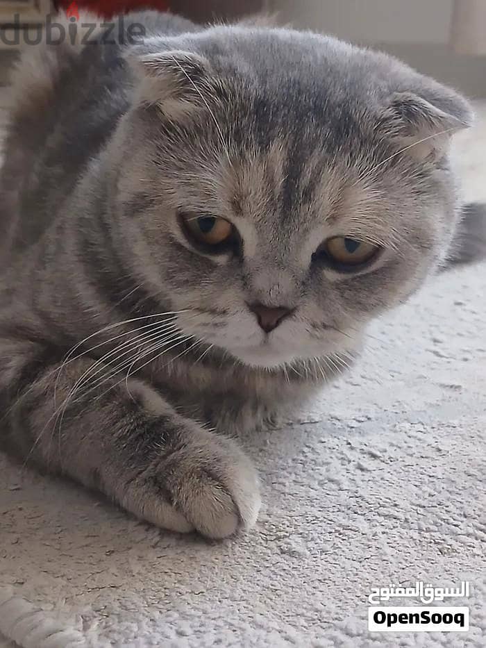 CAT FOR SALE 1
