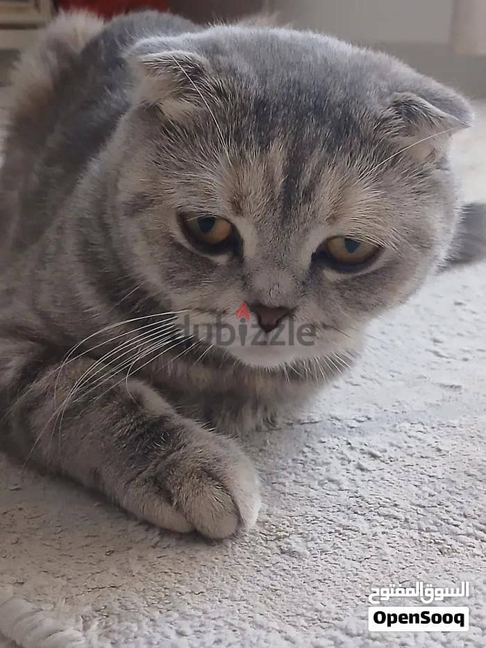 CAT FOR SALE 2