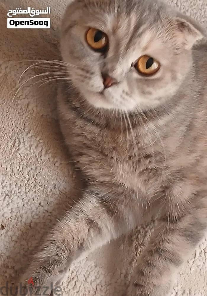 CAT FOR SALE 3