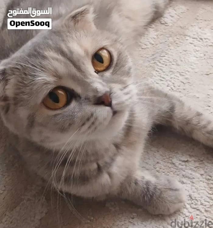CAT FOR SALE 6