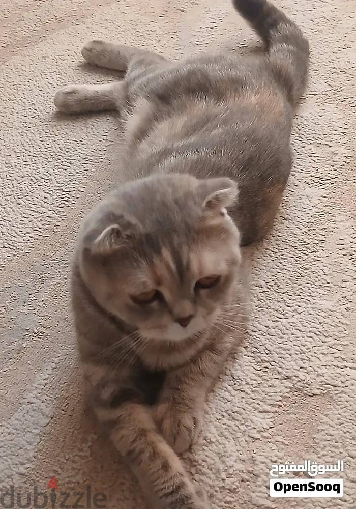 CAT FOR SALE 7