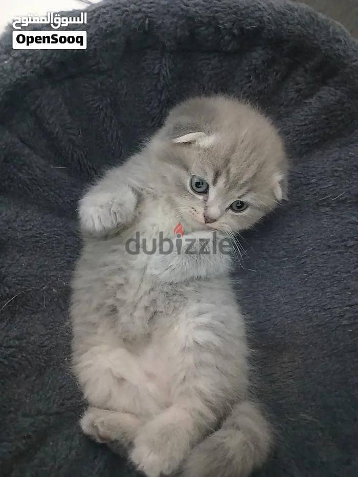 CAT FOR SALE 8