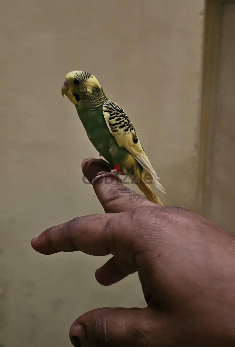 semi tamed budgie for sale 2