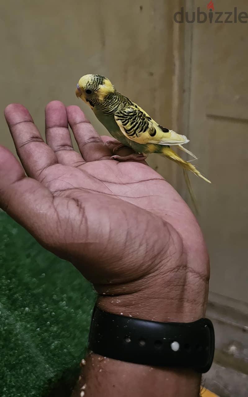 semi tamed budgie for sale 1