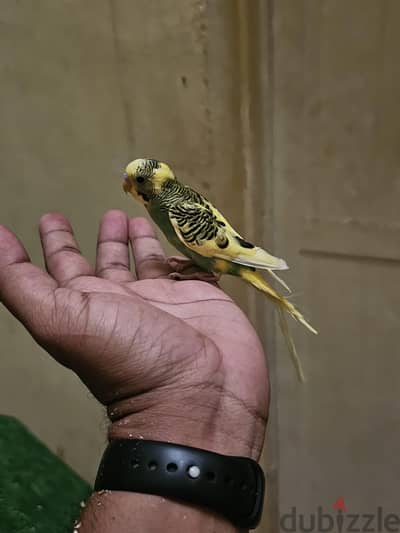 semi tamed budgie for sale