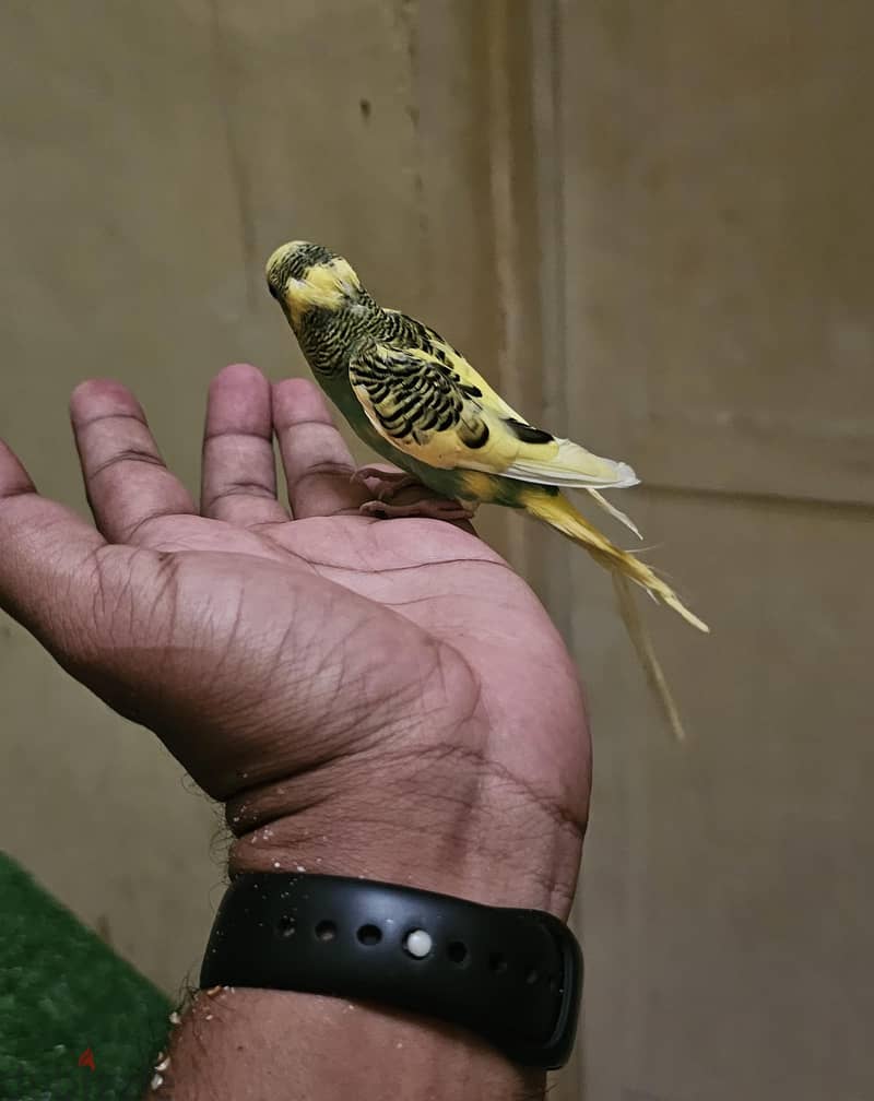 semi tamed budgie for sale 3