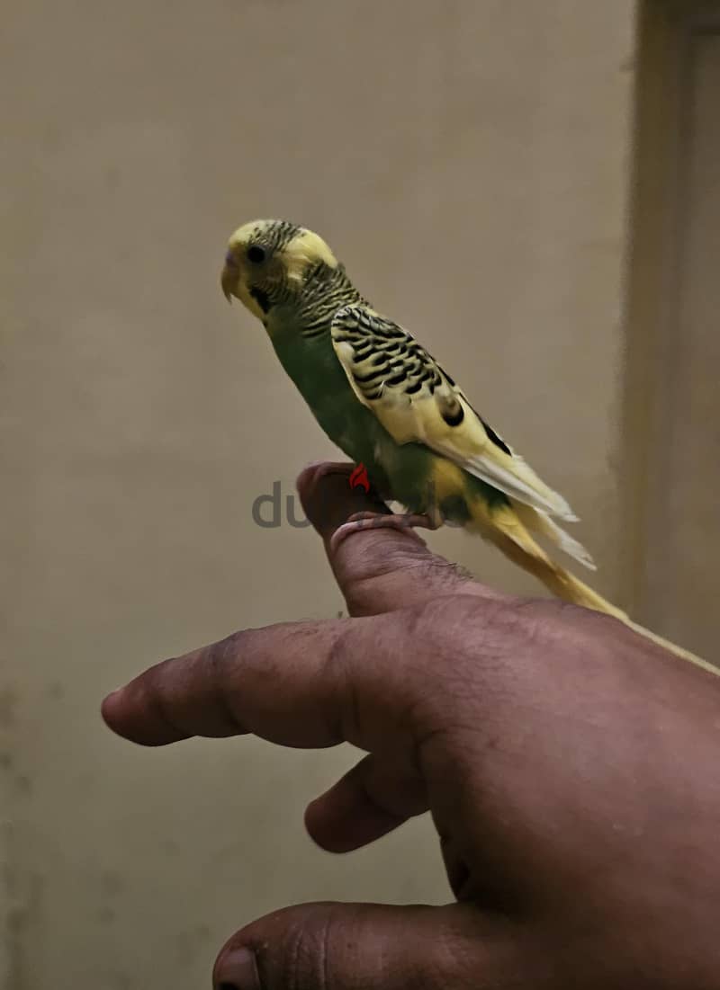 semi tamed budgie for sale 4
