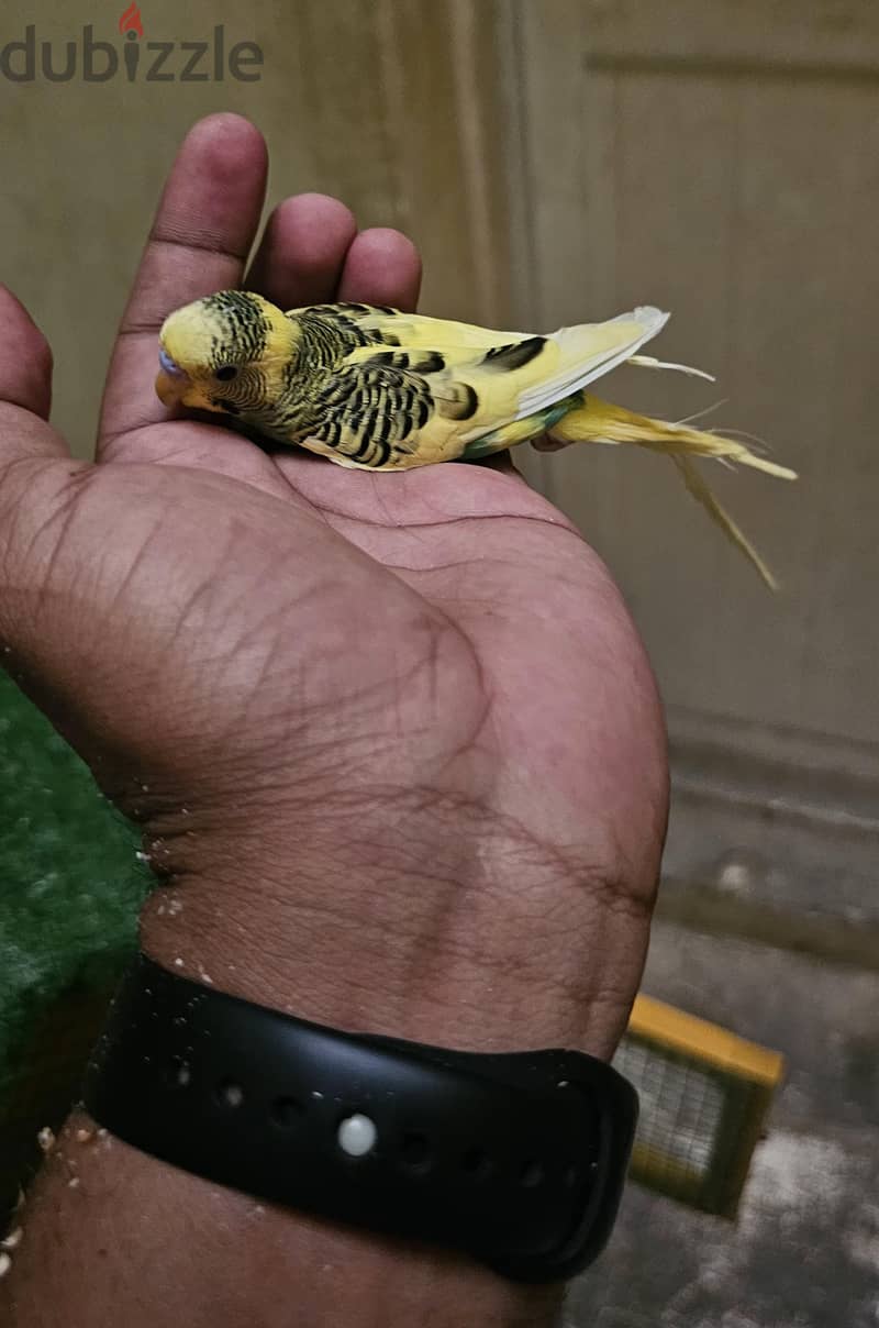 semi tamed budgie for sale 5