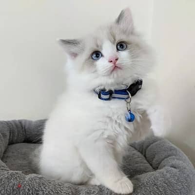ragdoll  kittens for sale