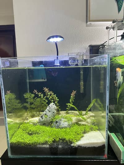 Aquarium tank