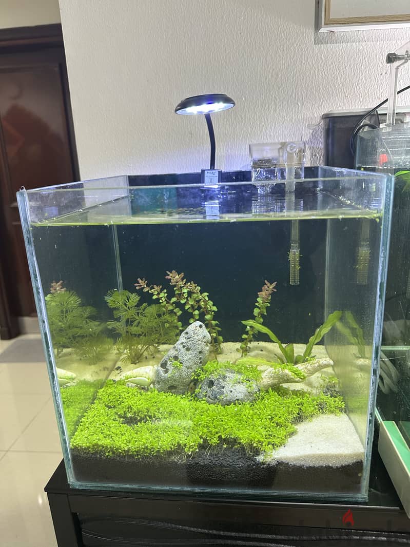 Aquarium tank 1