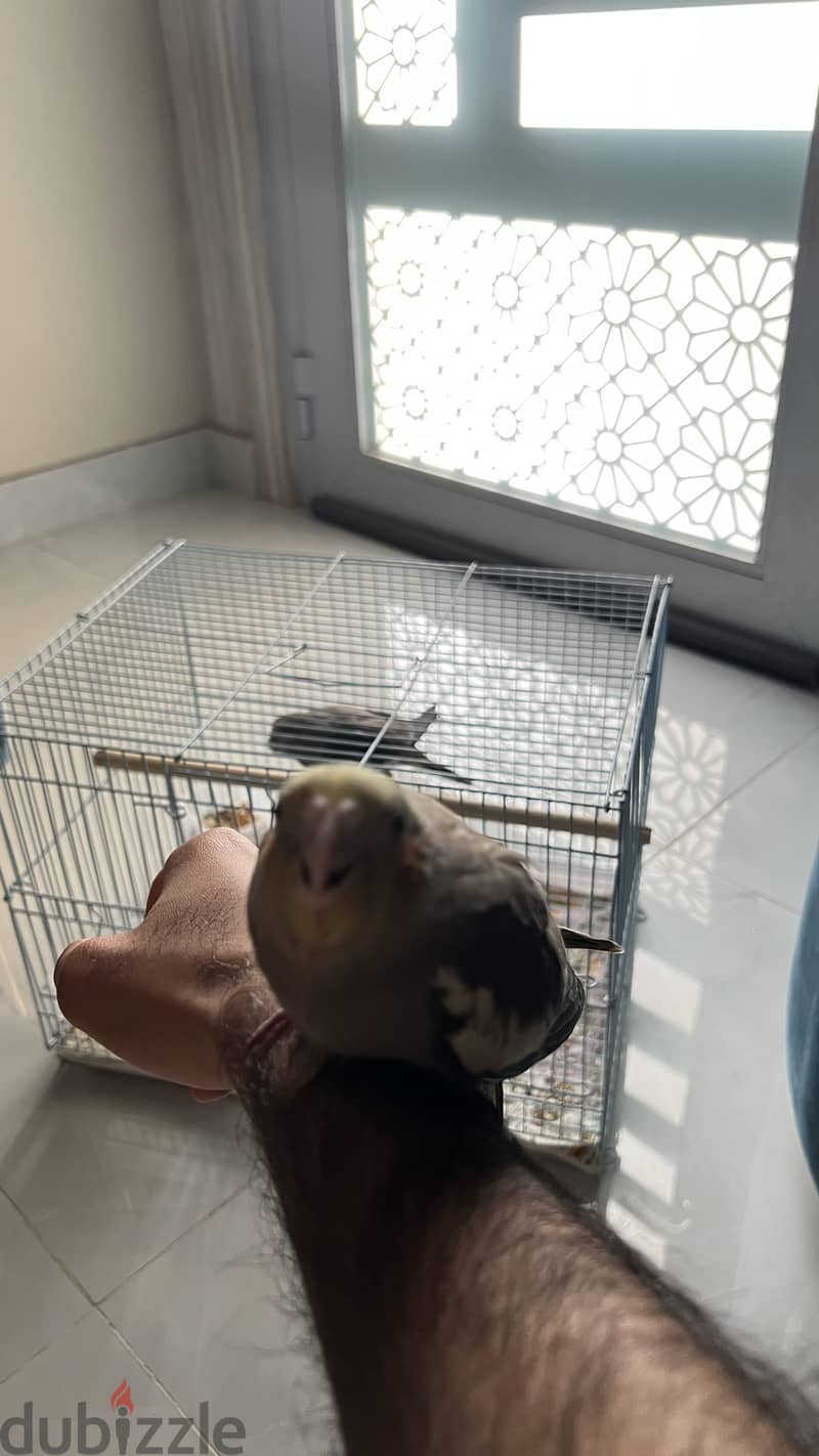 كوكتيل اثنين أليفات العمر شهرين 3