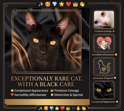 Handsome Black Kitten Looking for a Loving Home!  قط أليف للتبني