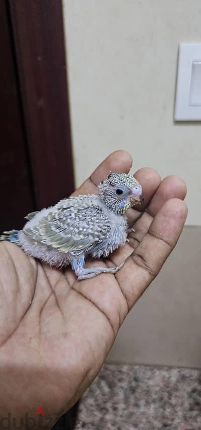 hand feeding budgie baby for sale