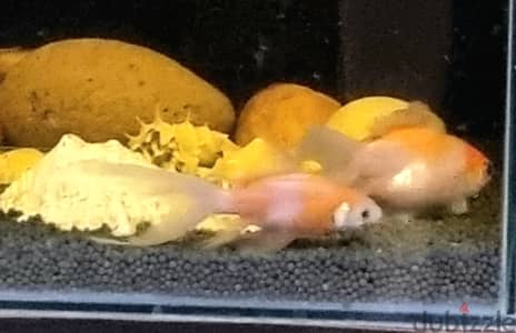 Live 2 Goldfish & 2 Sucker fish on Sale