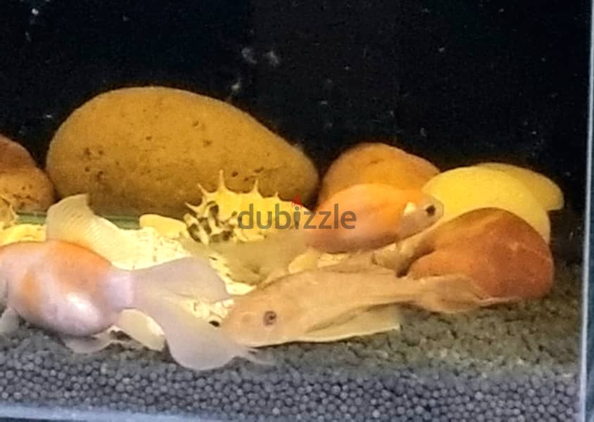 Live 2 Goldfish & 2 Sucker fish on Sale 1