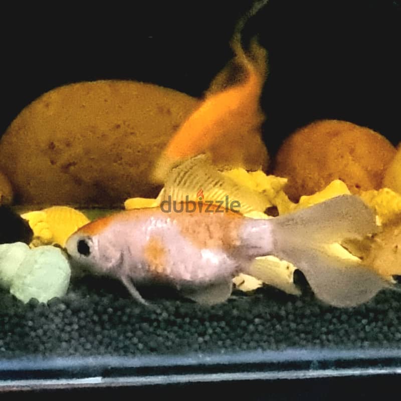 Live 2 Goldfish & 2 Sucker fish on Sale 2