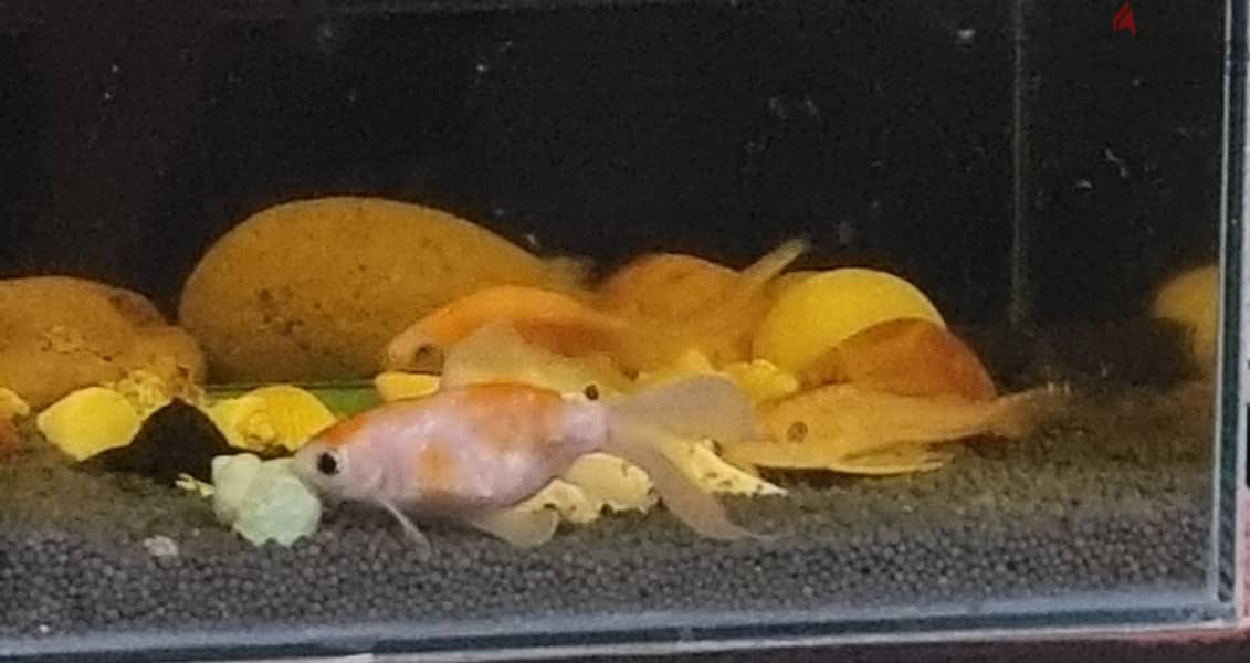 Live 2 Goldfish & 2 Sucker fish on Sale 3