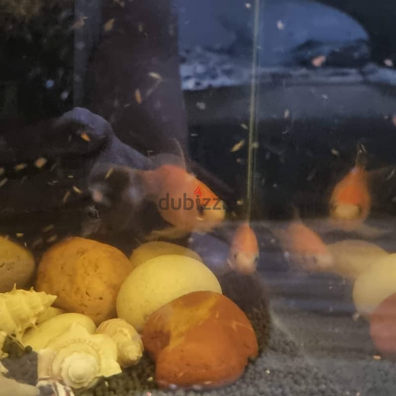 Live 2 Goldfish & 2 Sucker fish on Sale 4
