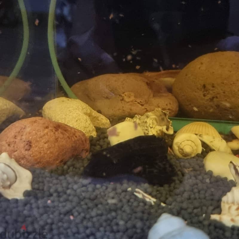 Live 2 Goldfish & 2 Sucker fish on Sale 5