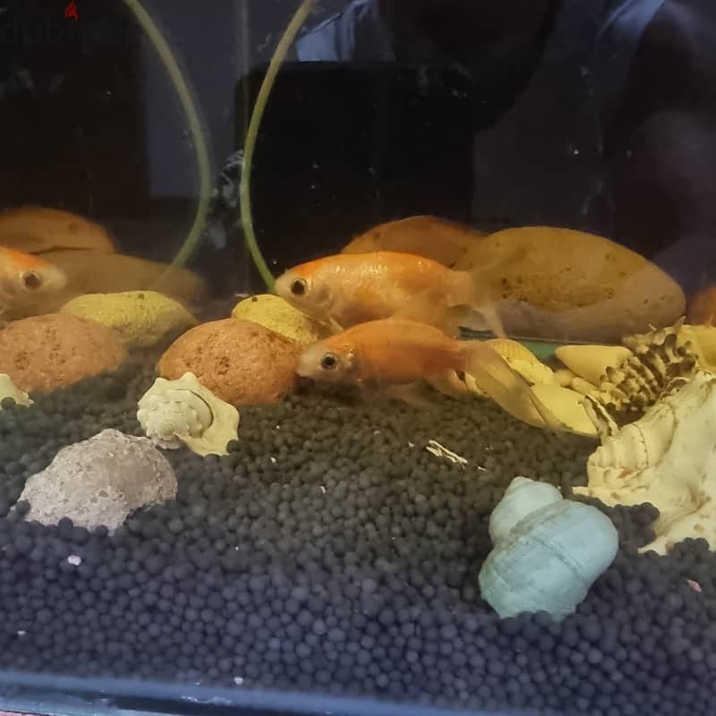 Live 2 Goldfish & 2 Sucker fish on Sale 6