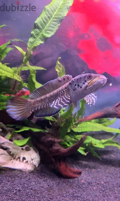 snakehead ornate for sale