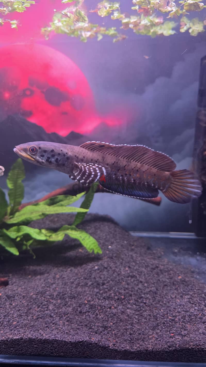 snakehead ornate for sale 2