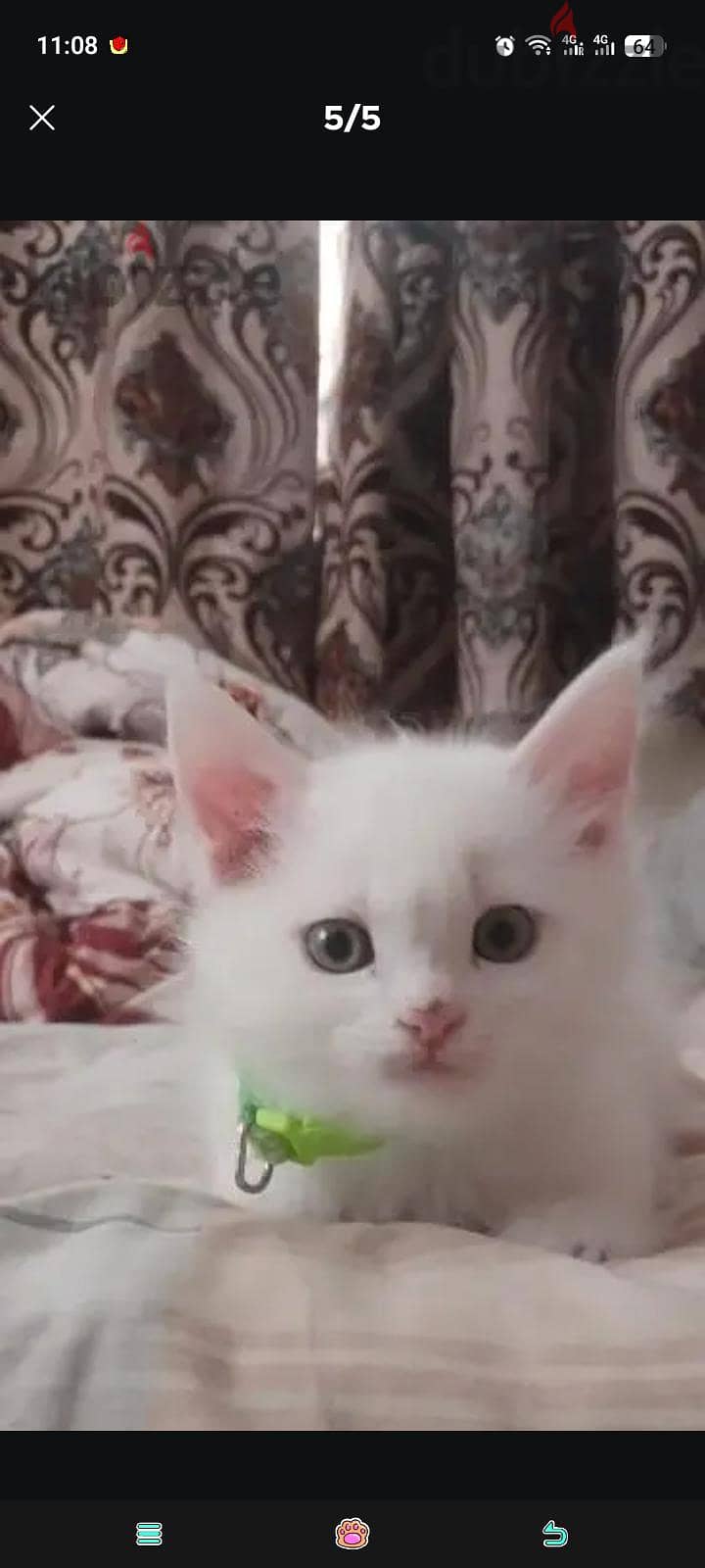 persian cats . . small and big cats for sale . . 3