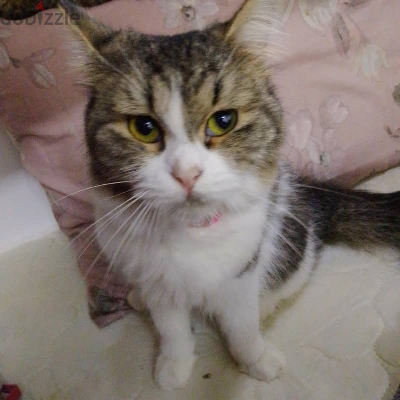 persian cats . . small and big cats for sale . . 4