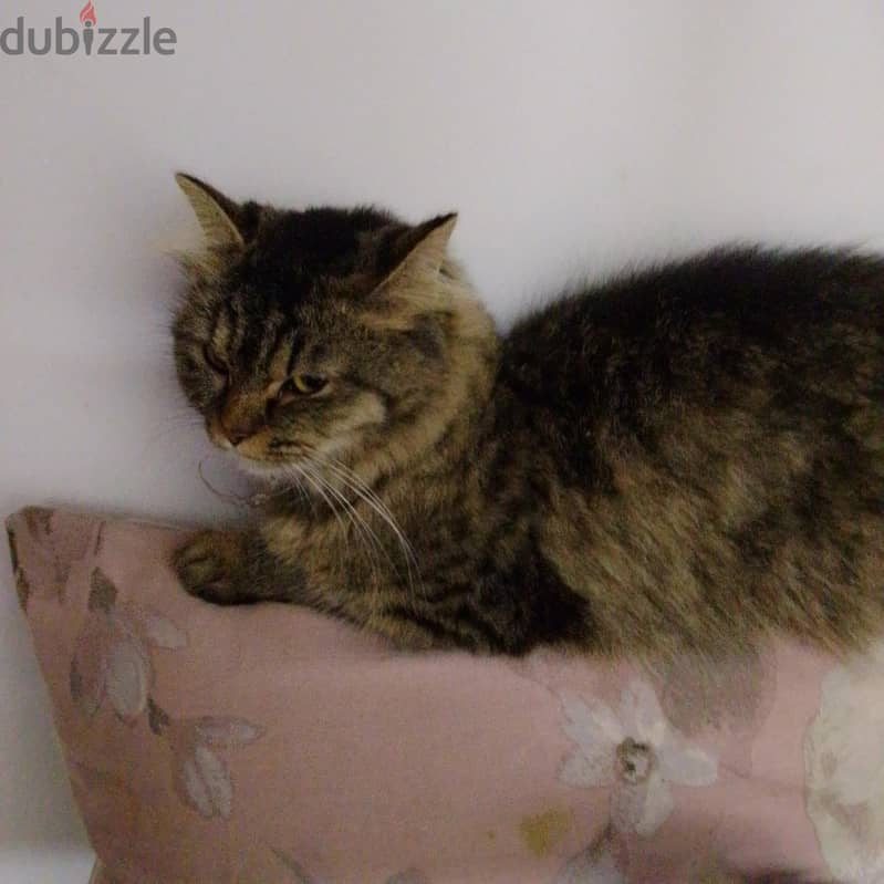 persian cats . . small and big cats for sale . . 5