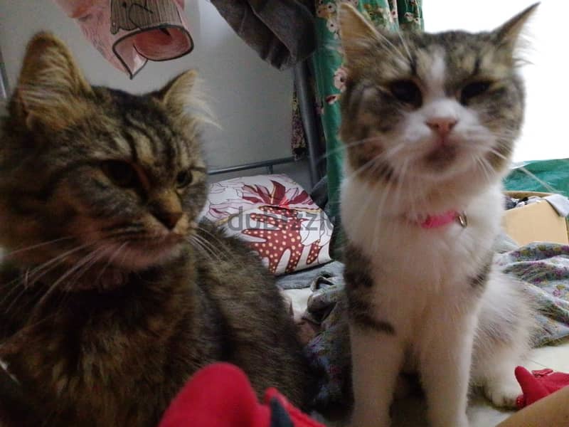 persian cats . . small and big cats for sale . . 6