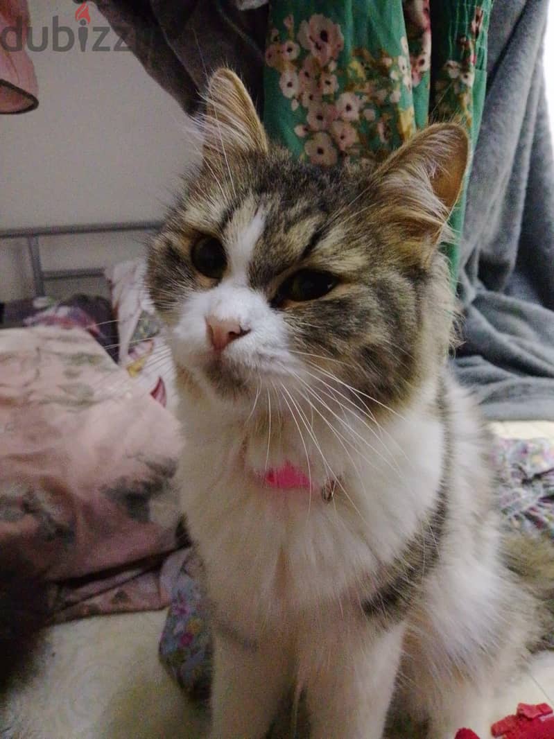 persian cats . . small and big cats for sale . . 7