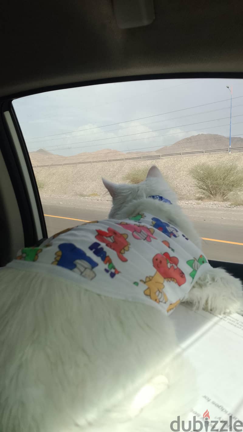 persian cats . . small and big cats for sale . . 8