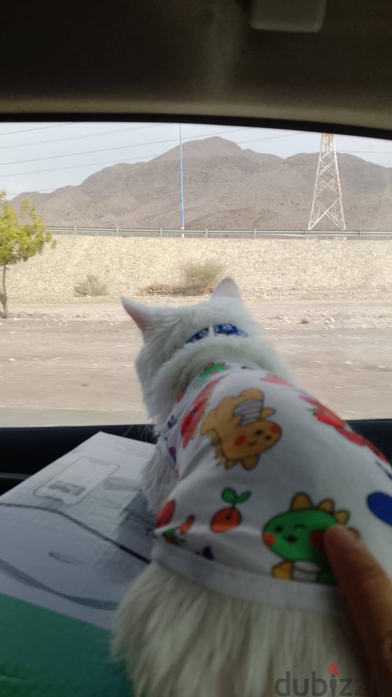 persian cats . . small and big cats for sale . . 9