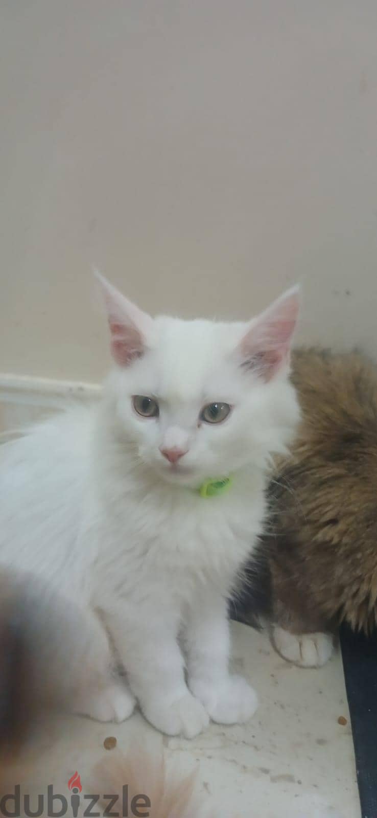persian cats . . small and big cats for sale . . 10