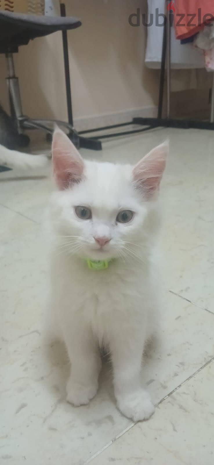 persian cats . . small and big cats for sale . . 11