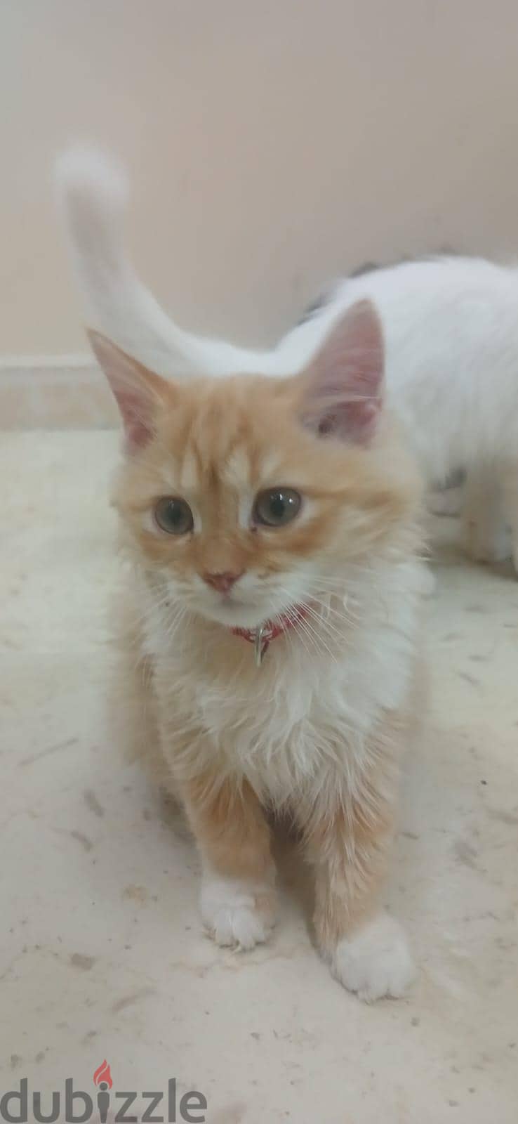 persian cats . . small and big cats for sale . . 14