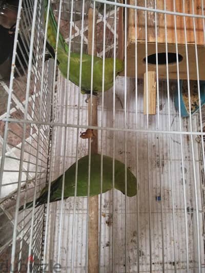 big perat male & female tame ready to bread