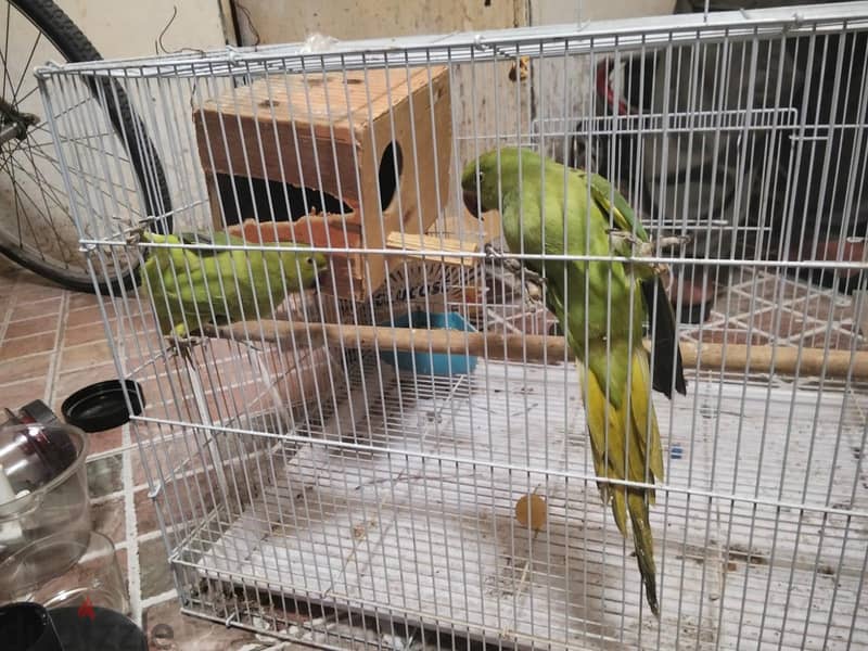 big perat male & female tame ready to bread 2