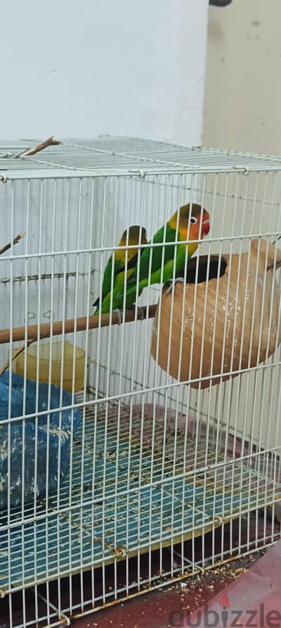 love birds pairs for sale with cage