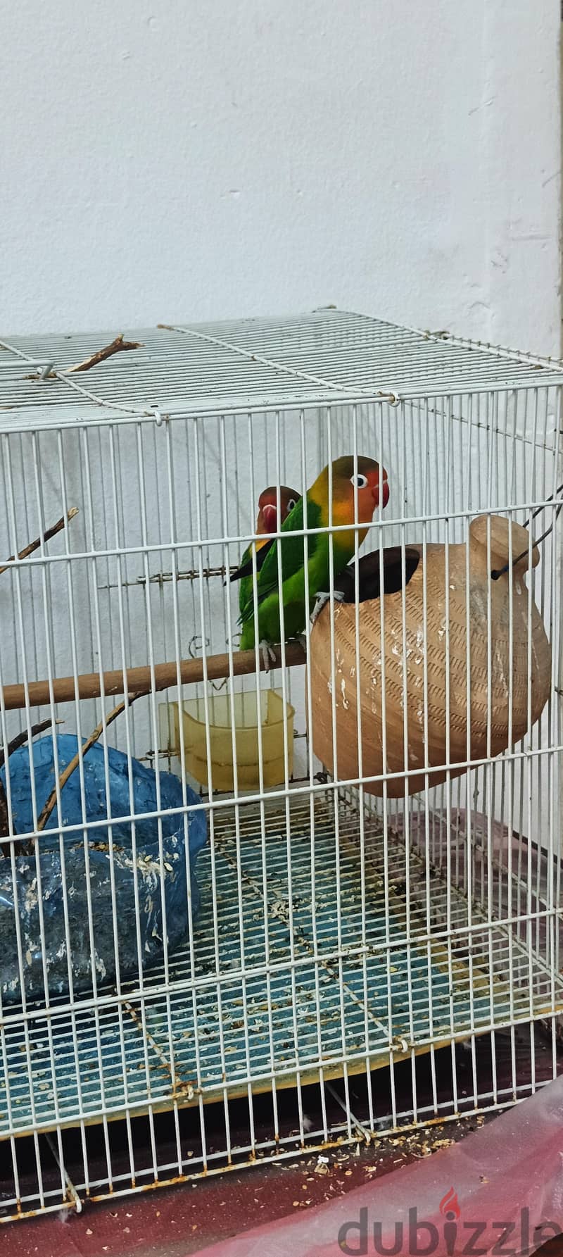 love birds pairs for sale with cage 1